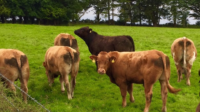 NI livestock numbers increase in 2017, as the area of cereals grown falls