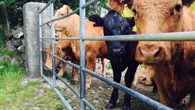 Pre-export brucellosis testing to be lifted in Northern Ireland