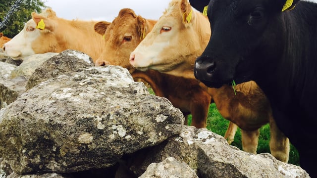 Weak euro drives sharp rise in cattle exports to Northern Ireland – Coveney