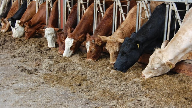 Northern beef farmers warned many face big losses under new CAP