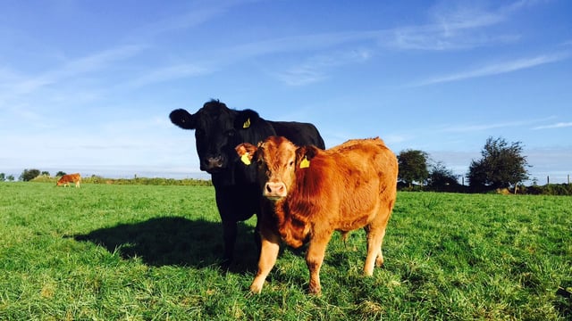 Environmental Farming Scheme in the North due to open next month