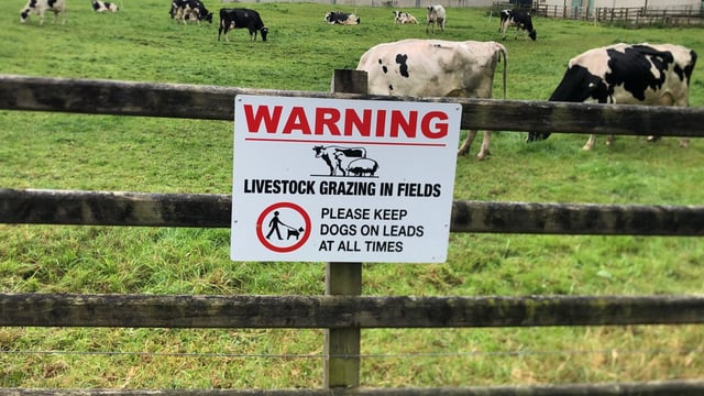 Dog owner prosecuted for second time in NI for ‘livestock worrying’