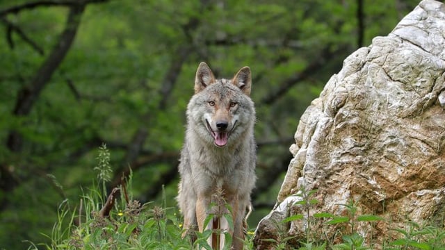 Wolf reintroduction could help fight climate change – study