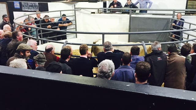 Northern buyers warned southern-born cattle could face ‘significant penalties’