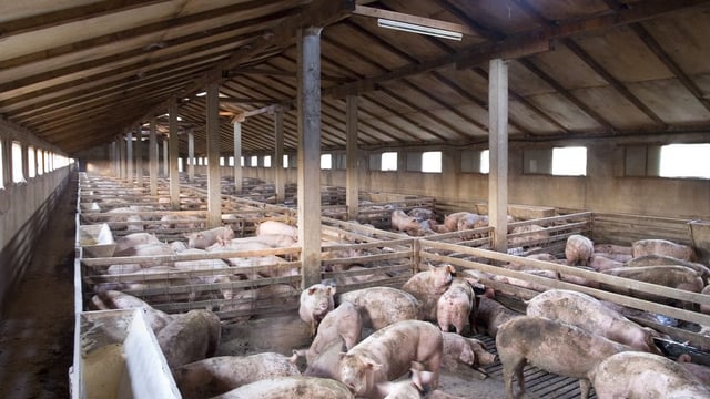 Additional EU support for dairy and pig farmers in Northern Ireland