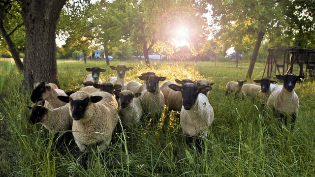NSA kicks off sheep worrying awareness week