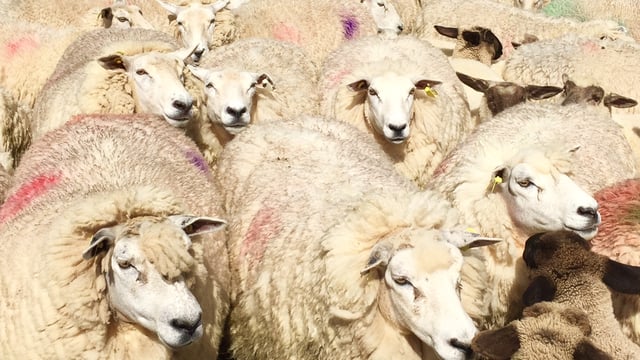 Hundreds of sheep suspected stolen in the ‘Mourne’ county