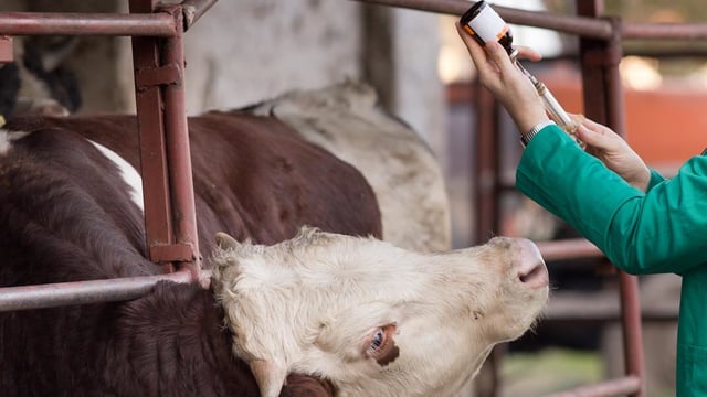 NI livestock industry ‘must play its part’ in antibiotic reduction