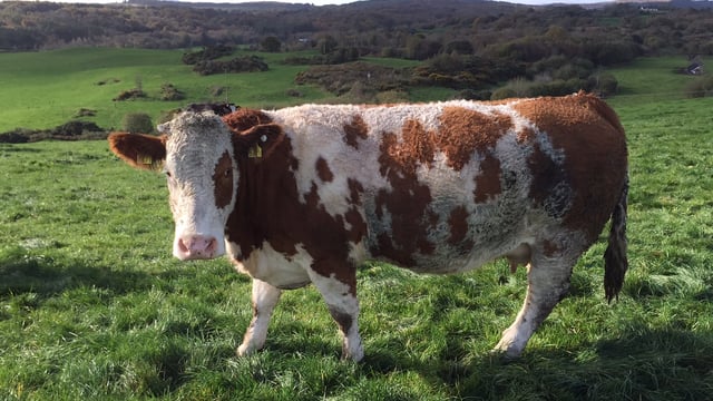 Imports of cull cows from Northern Ireland up 11% this year – LMC