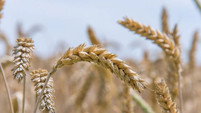 Greater reliance on imported grain in 2024/2025 – AHDB