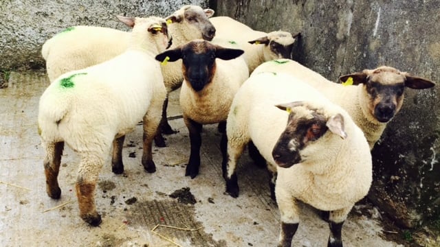 Northern Ireland should have its own halal processing facility for sheep – LMC
