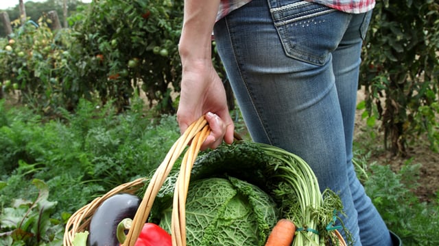 British farms ‘critically short’ of seasonal fruit and veg labour supply