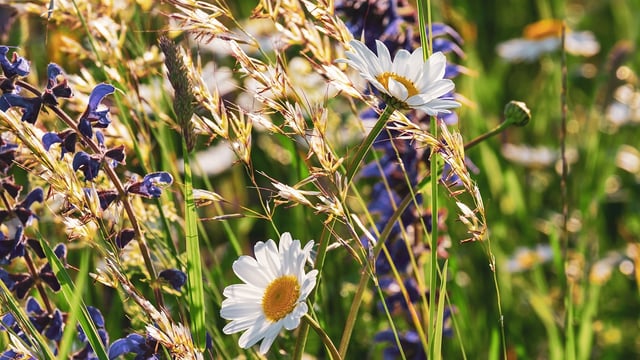 FAO: Genetic diversity of plants and forests at risk