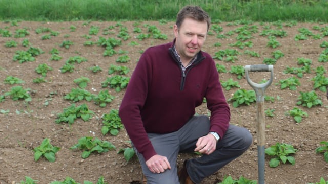First early potatoes in NI could be in shops by end of May