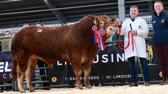 Limousin bulls reach 8,000 guineas at Ballymena sale