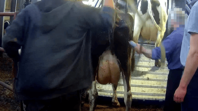 Arla investigation into alleged abuse at dairy farm ‘ongoing’