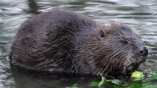 Wild beavers reintroduced to England