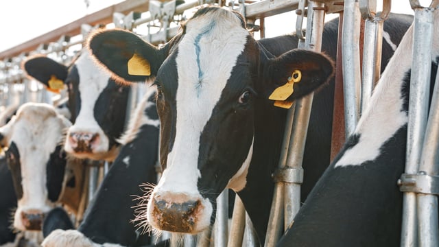 BVD positive retention rate falls considerably – AHWNI