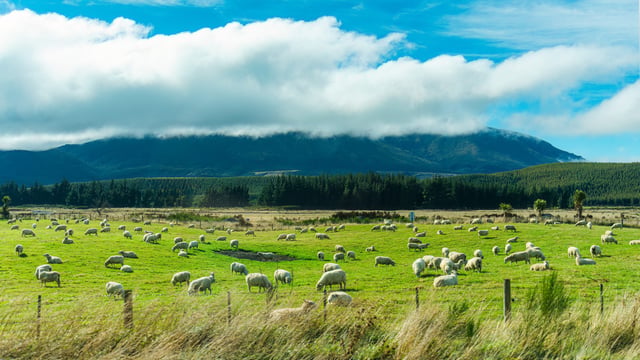 New Zealand red meat sector set for ‘strong rebound’ – report