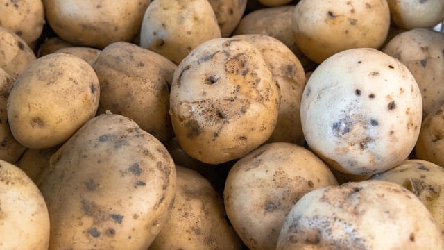 Polish ware potatoes test positive for ring rot