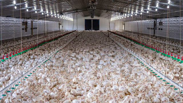 Landmark UK ruling classes chicken manure as ‘waste’