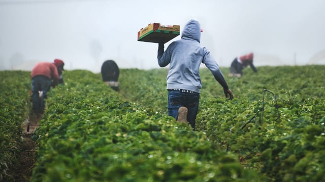 What you need to know about the NI pay increase for agri workers