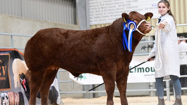 Results from NI Limousin Club’s rising stars calf show