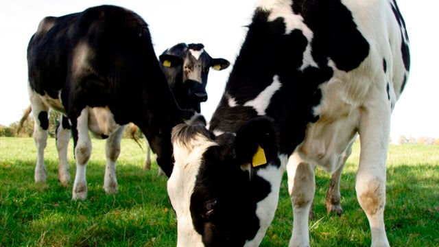 Lack of control key reason for UK dairy farmers exiting sector  – study