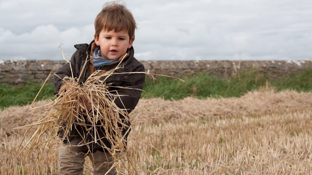 NI family farms could face ‘significant tax liabilities’ – accountants