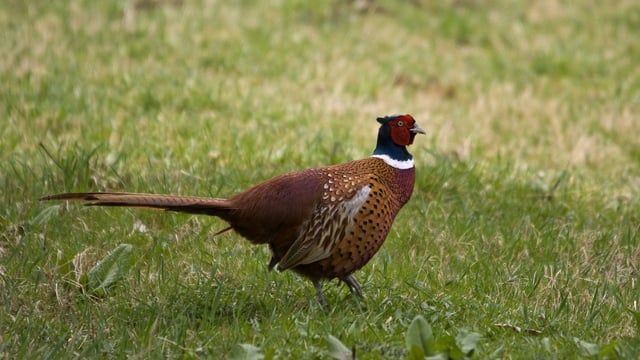 Defra upgrades bird flu biosecurity measures in England