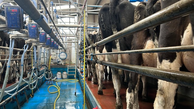 Do milk urea levels have an affect on the herd’s fertility?