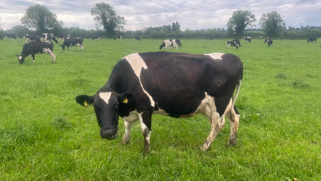 Picking out the problem cows ahead of the breeding season