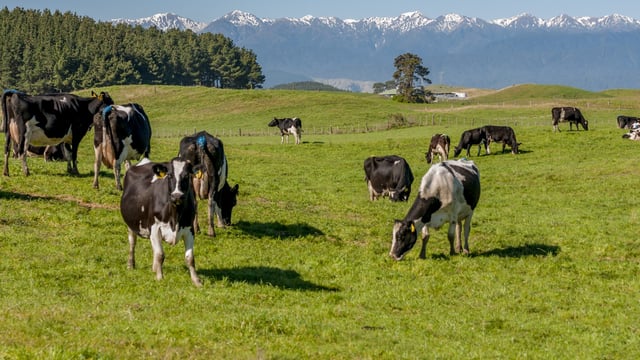 NZ farmers ‘on track’ to meet methane emissions reduction targets