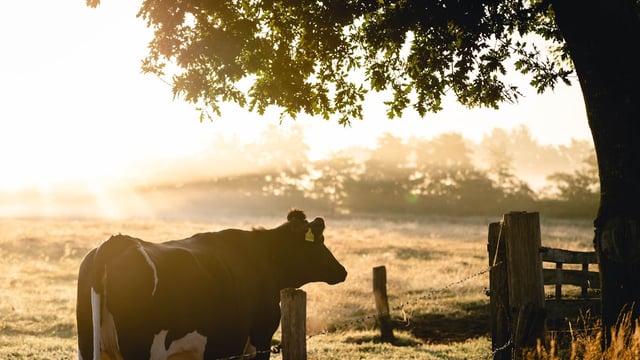 ‘Blueprint’ to eradicate TB in Northern Ireland published
