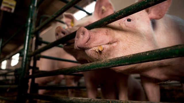 Red Tractor seeks views on tiered welfare standards proposals