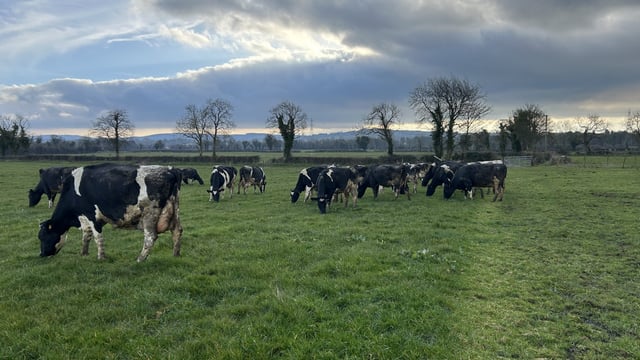 Grass growth and grass covers improve with heat in the ground