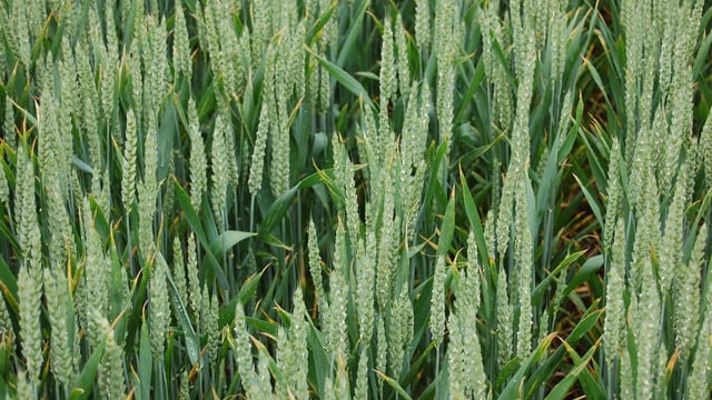 Significant changes in UK yellow rust population noted
