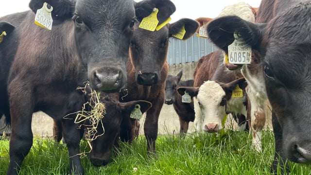 Caution needed turning weaned calves out to grass