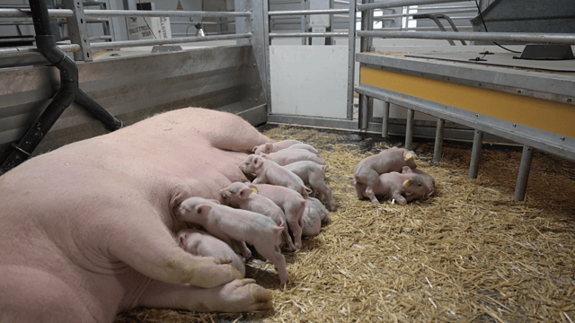 Rotating floor technology key to reducing pig house emissions