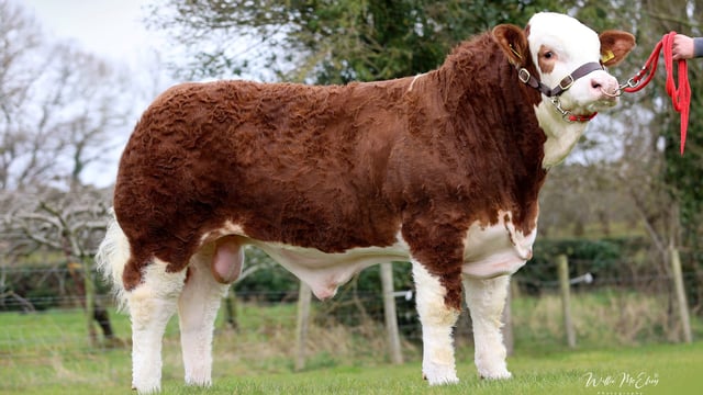 Tyrone herd sells Simmental bull to Scotland for £22,000