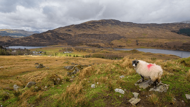 Police Scotland conduct investigations into two dog attacks