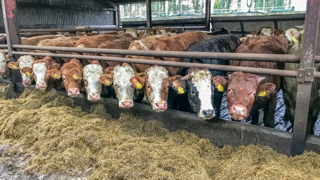 Beef Plan Movement appoints a general manager