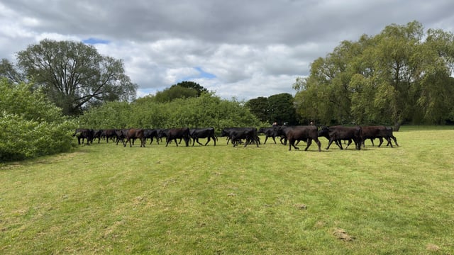 Police ‘moove’ herd of cows from public park in Leicestershire