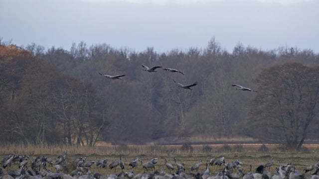 Free rewilding course aimed at farmers and policymakers