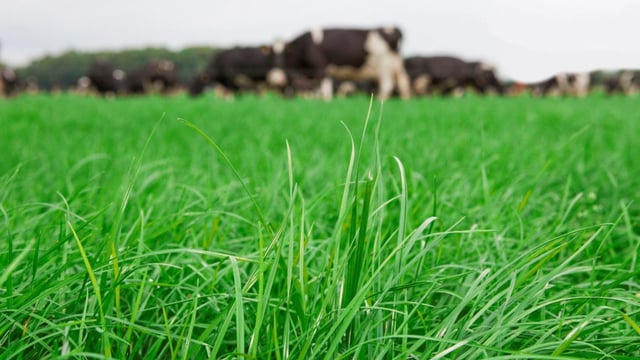 Dairy advice: Topping paddocks to correct grass quality