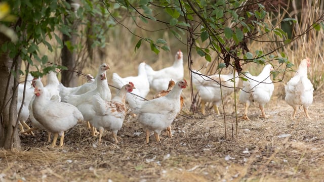 RSPCA urges govt act on mandatory labelling for animal products