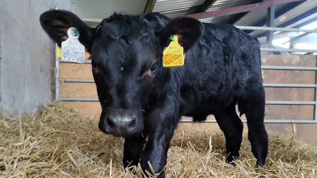 ‘XI’ livestock tags mandatory from today in NI