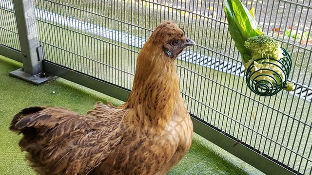 RSPCA Cymru urges poultry owners to follow bird flu guidelines