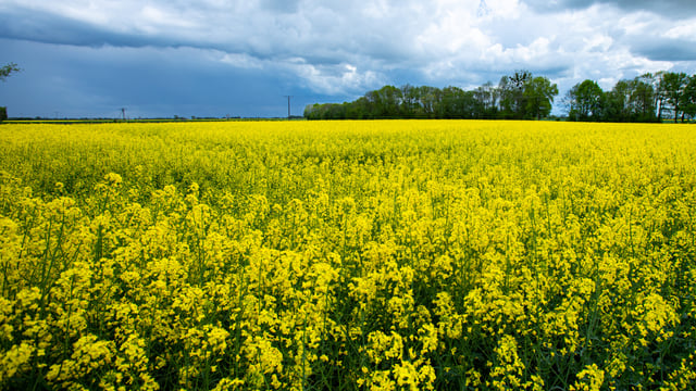 ‘Strongest set’ of oilseed rape pest management strategies released
