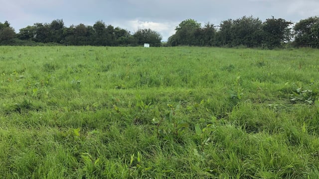 Topping and spraying: Mid-summer weed control is needed